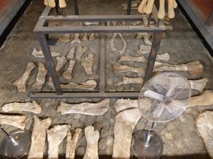 뼈 모음, 공룡 박물관, 프랑스