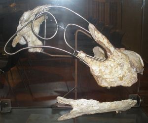 디노사우리아 박물관에 전시된 "에바" 표본 두개골 뼈 일부