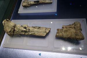 크리오로포사우루스의 왼쪽 경골(위)과 왼쪽 경골 및 비골(아래), 종골 및 거골