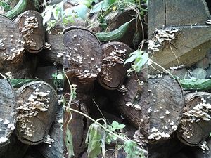 썩은 나무에서 자라는 목재 부후균