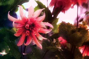 브라질 피라시카바에 있는 다알리아속(Dahlia x cultorum) Thorsrud & Reisaeter의 근접 촬영