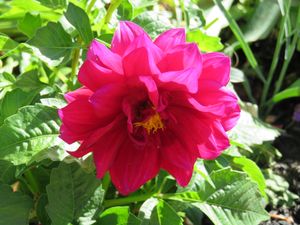 다알리노바 '캐롤리나 버건디' (기타)