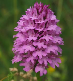 Anacamptis pyramidalis