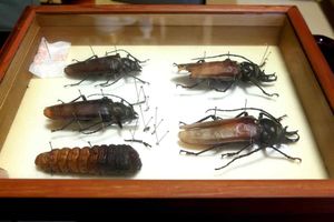 곤충 연구가 홍승표가 문화재청에 기증한 장수하늘소 표본. 수컷 2마리와 암컷 2마리, 그리고 애벌레 1마리.