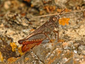 Calliptamus italicus (땅딸보메뚜기아과)