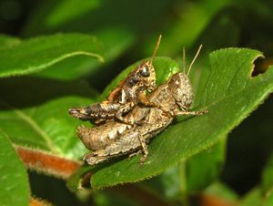 Pezotettix giornae (Pezotettiginae)