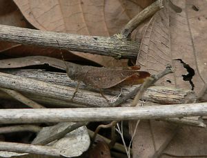 Eucoptacra anguliflava 암컷 (Coptacrinae)
