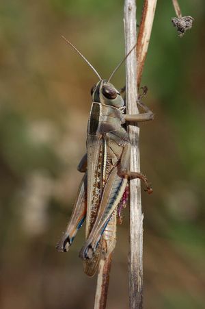 Eyprepocnemis plorans plorans