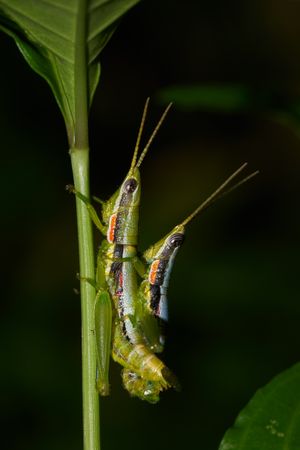 Neorthacris simulans at Kadavoor, Kerala, India