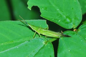 Atractomorpha similis