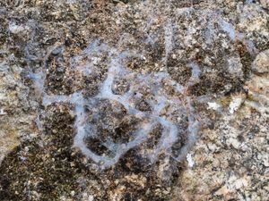 돌담 위의 거미집