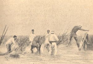 김 양식을 위한 히비 세우기.