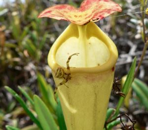 마다가스카르 네펜테스 - 로카로의 벌레잡이 식물