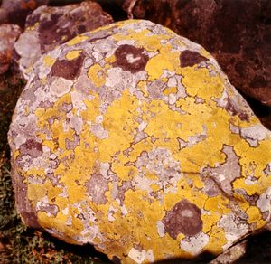 하르당에르비다의 바위 위의 지도 이끼