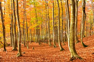 아사쿠사다케 공원의 단풍(합병 후 2019년 11월 촬영)