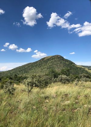 라이언 파크의 풍경