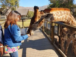 기린에게 먹이를 주는 모습