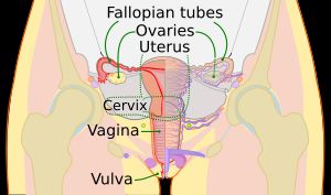 생식 기관의 개략도(정면도)