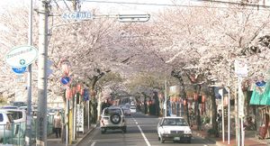 도키와다이라 벚꽃길