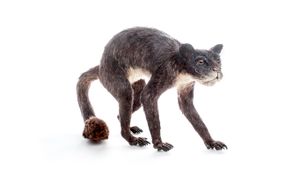 트렌토의 MUSE - 과학 박물관에 전시된 복원도