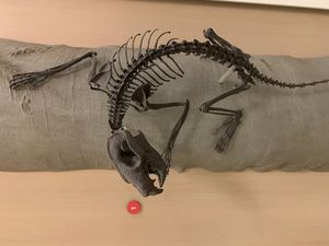 와이오밍에서 발견된 P. cookei 표본의 모형. AMNH에 소장되어 있다.