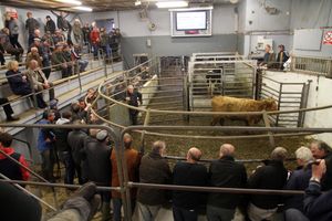 캐슬아일랜드의 소 경매