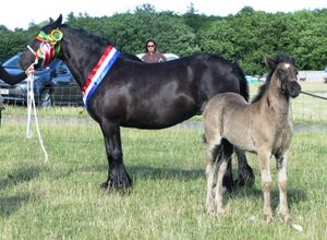 검은색 망아지는 종종 나이가 들면서 벗겨지는 "쥐" 색으로 태어난다.