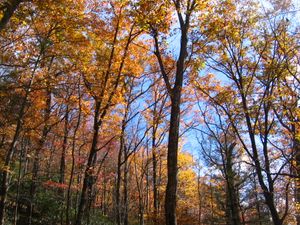미첼산의 가을 단풍
