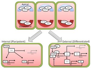 8-16세포 상태에서 이어지는 분화(compaction)를 통해 초기 배아의 정단면(apical) , 하측면 (basolateral polarization)이 생긴다. 이 초기 환경의 변화는 안쪽 세포와 바깥쪽 세포의 전사적 피드백 루프(transcriptional feedback loop)를 만든다. 안쪽 세포는 다능성을 가지게 하는 Oct4를 강하게 발현하고 Cdx2는 억제한다. 반대로 바깥쪽 세포는 TE로 분화하게 하는 Cdx2를 강하게 발현하고 Oct4를 억제한다.