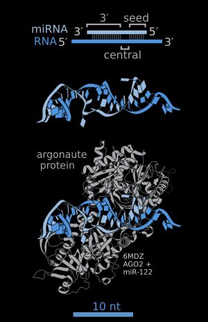마이크로RNA(연한 파란색) 및 표적 mRNA(짙은 파란색)와 복합체를 이룬 AGO2(회색)