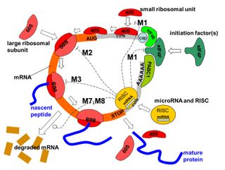 마이크로RNA와 단백질 번역 과정의 상호 작용. M1: 개시 복합체 조립 또는 40S 리보솜 소단위 모집 방해, M2: 리보솜 조립 방해, M3: 번역 과정 방해, M7, M8: mRNA 분해.