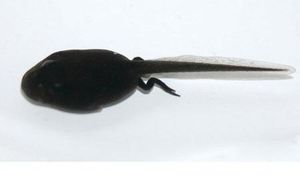 올챙이 근접 촬영