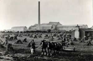 칼로 설탕 공장, 1931