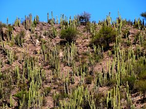 푸타엔도의 선인장