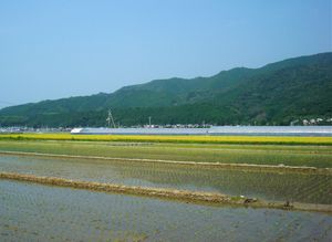 고치현 아키시에서의 모내기(8월 2일). 뒤편에는 수확을 맞이한 벼 이삭이 보인다.