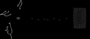 신경근접합부를 형성하기 위해 운동 신경 세포의 세포체에서 나오는 수초화된 일반몸날신경섬유