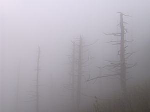 올드 블랙 산 경사면에 있는 죽은 프레이저 전나무