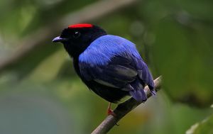 알파 수컷 Chiroxiphia 마나킨은 완전한 수컷 색상을 띠는 반면, 베타 수컷은 암컷과 유사한 깃털을 유지한다.