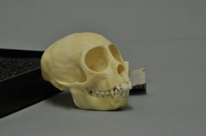 독일 비스바덴의 비스바덴 박물관에 있는 두개골