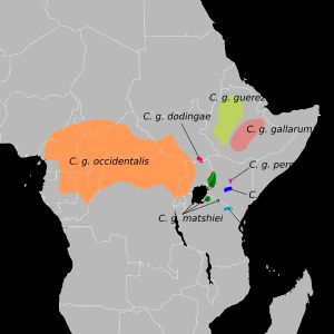 동부콜로부스 아종 분포 지도