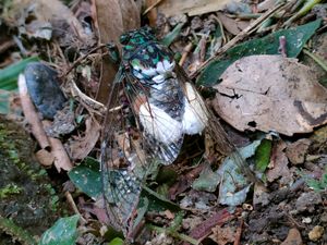 매미에 기생한 매미기생나방 유충