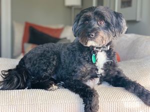 8살 된 수컷 티베탄 테리어의 '퍼피 컷'