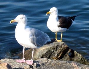 노르웨이의 재갈매기(Larus argentatus, 앞)와 서양재갈매기(Larus fuscus, 뒤)의 모습. 두 표현형이 완전히 다름을 알 수 있다.