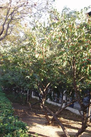 울타리로 심어진 Lonicera maackii