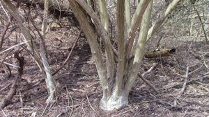 Lonicera maackii는 미시간주 입실란티 근처 휴런강을 따라 뻗어 있는 하층 식생을 지배한다.