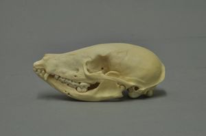 남아메리카코아티의 두개골