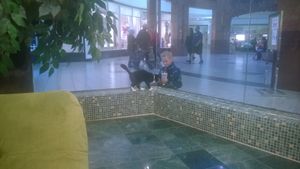 Vista Ridge 쇼핑몰, 텍사스주 루이스빌의 Charming Cat Cafe