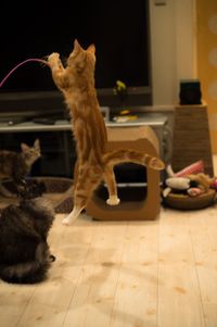 고양이 장난감으로 노는 고양이 카페의 고양이.