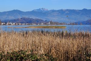 부스킬히(Busskirch)의 갈대밭