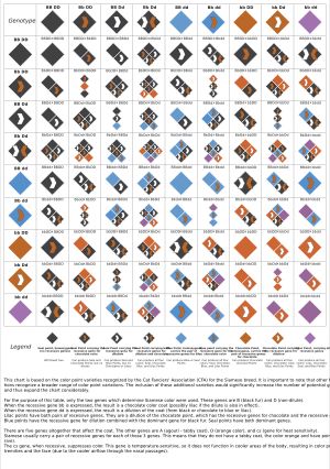샴 고양이의 포인트 유전자 발현 도식